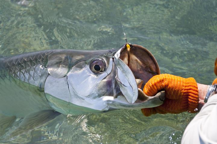 amazing fish - tarponhead.jpg